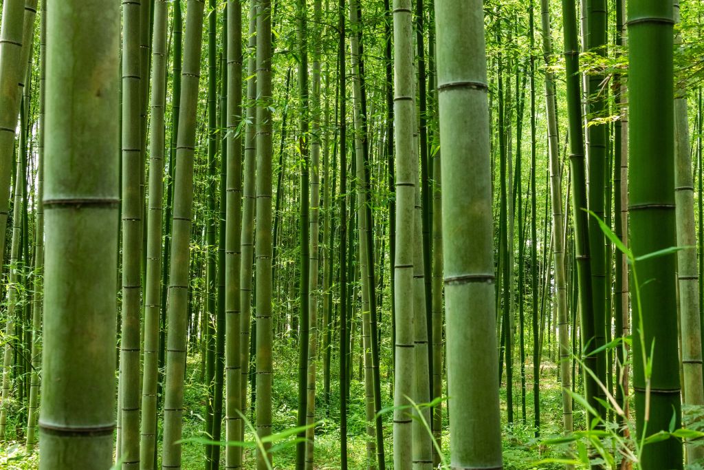 Au milieu de la forêt de bambous