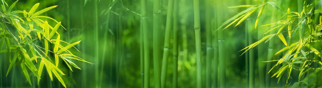 Bambou et feuilles