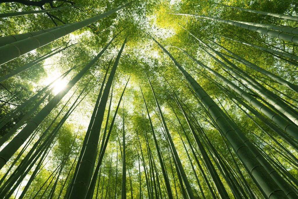 Forêt de bambous au Japon
