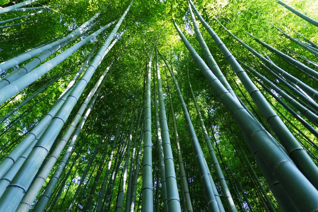 Forêt de bambous à Kyoto