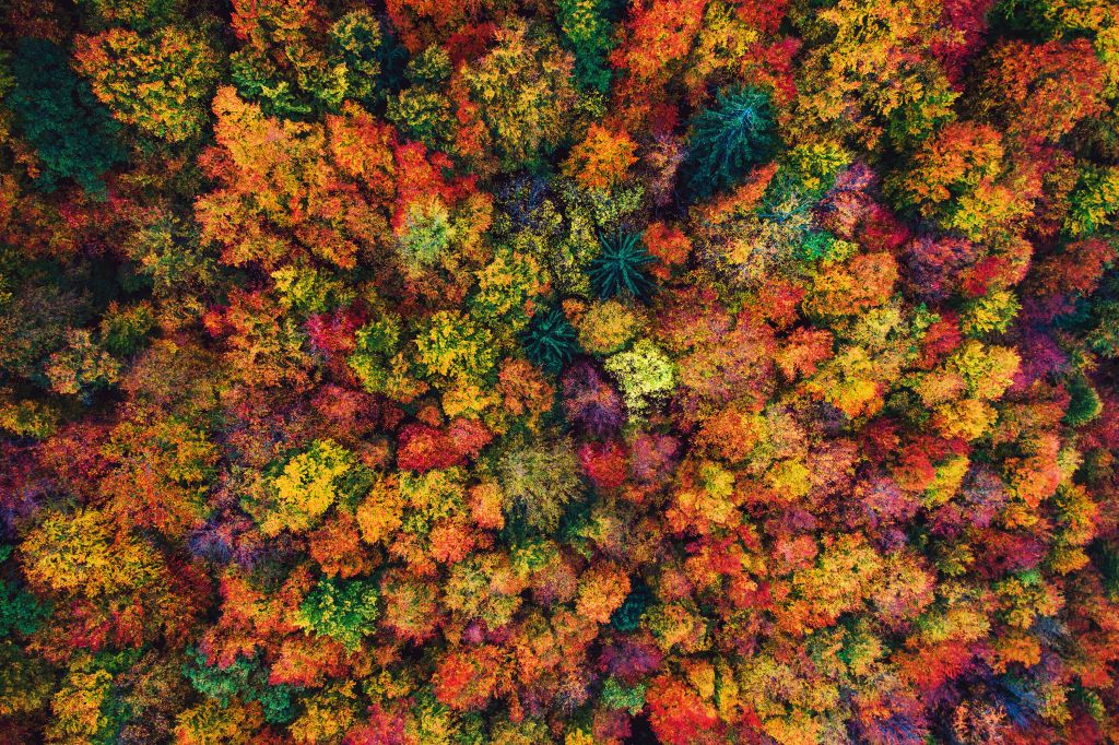 Vue aérienne sur une forêt d'automne