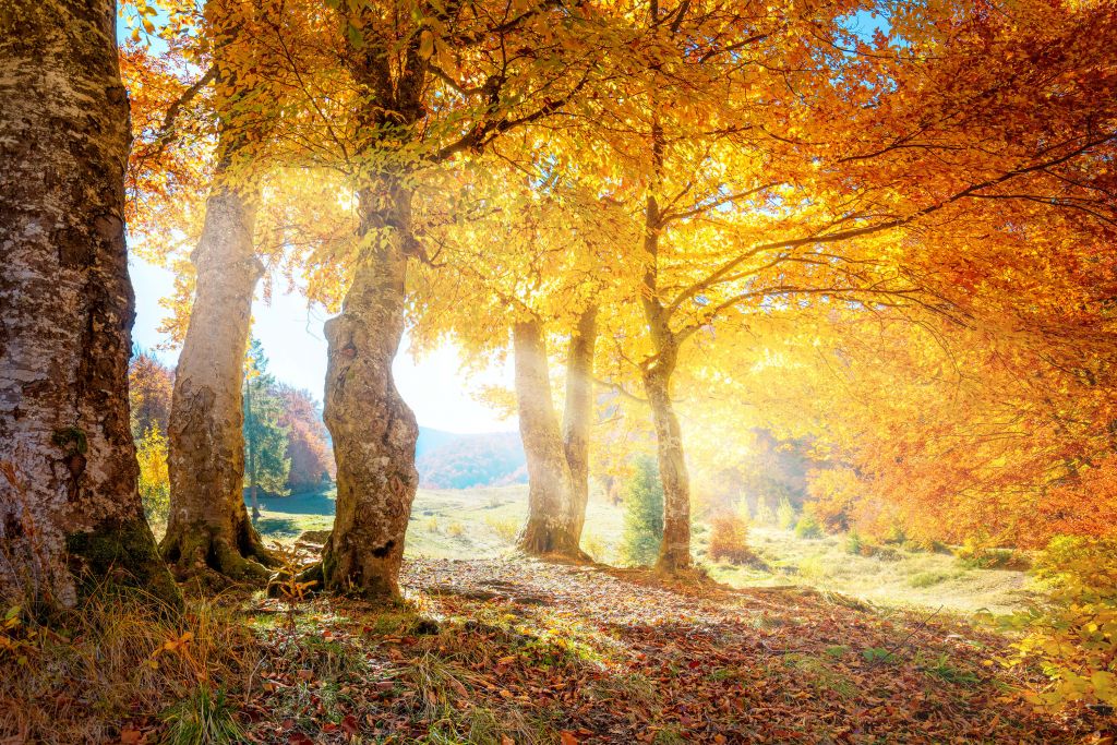 Chaleureux paysage d'automne