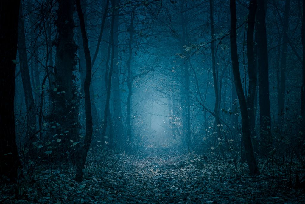 Chemin de la forêt bleue