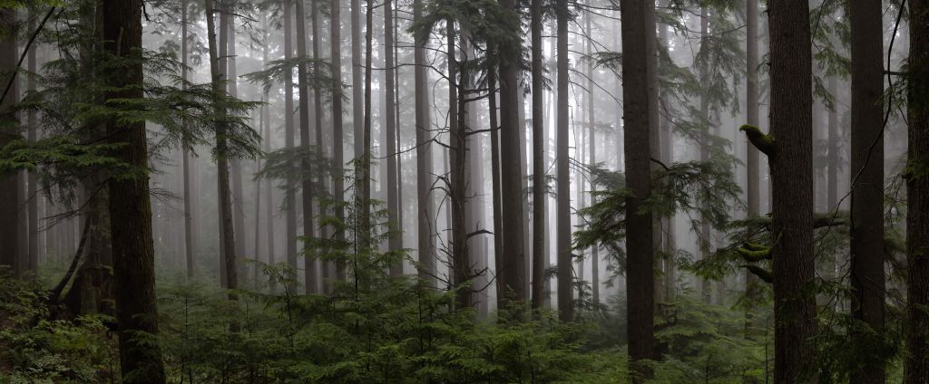 Forêt par temps de brouillard