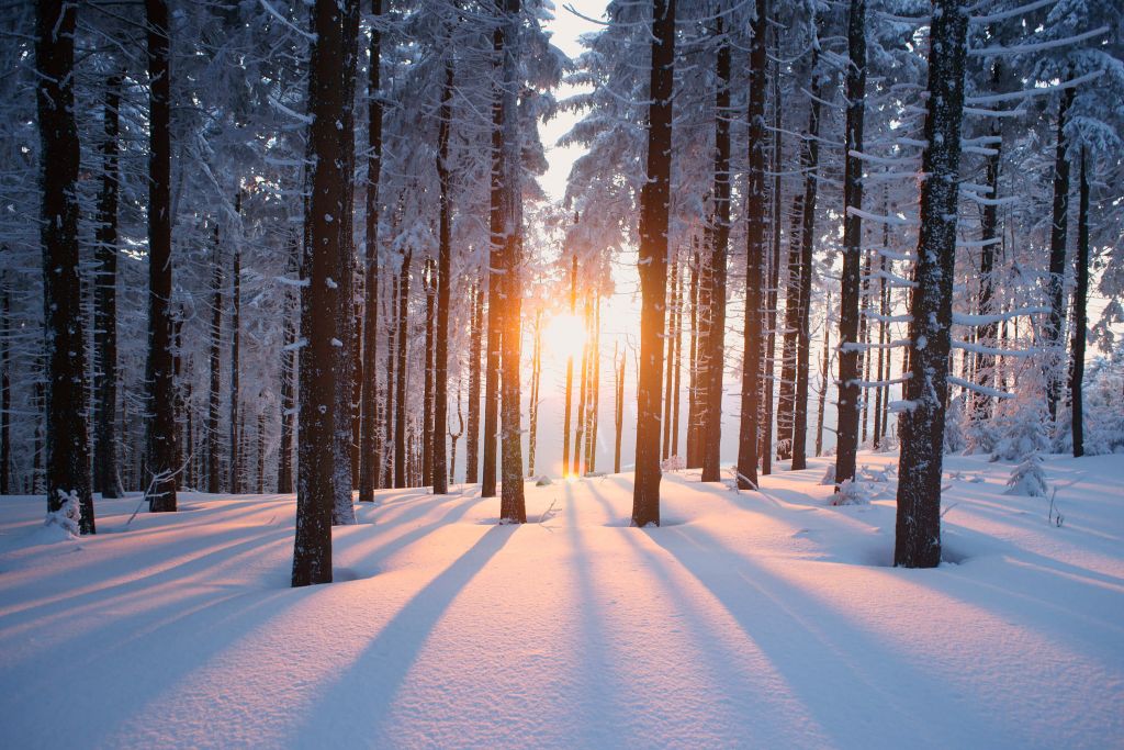 Coucher de soleil dans une forêt d'hiver