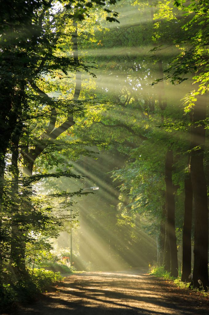 Des rayons de soleil à travers les arbres