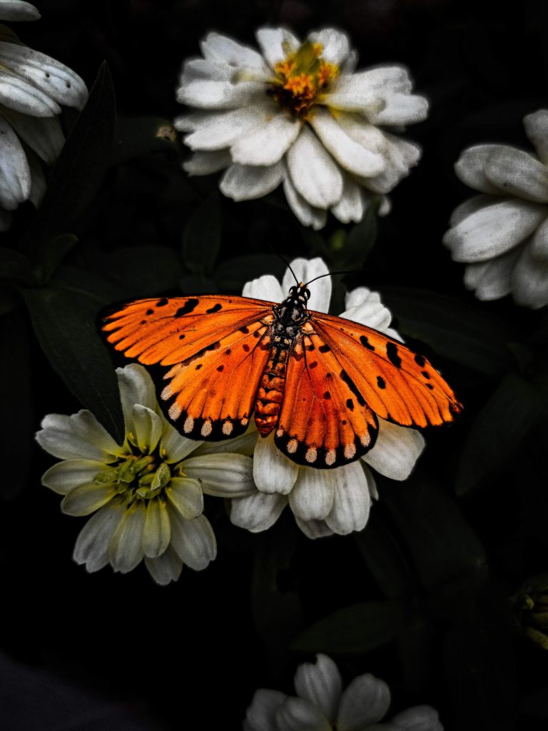 Papillon monarque sur une fleur