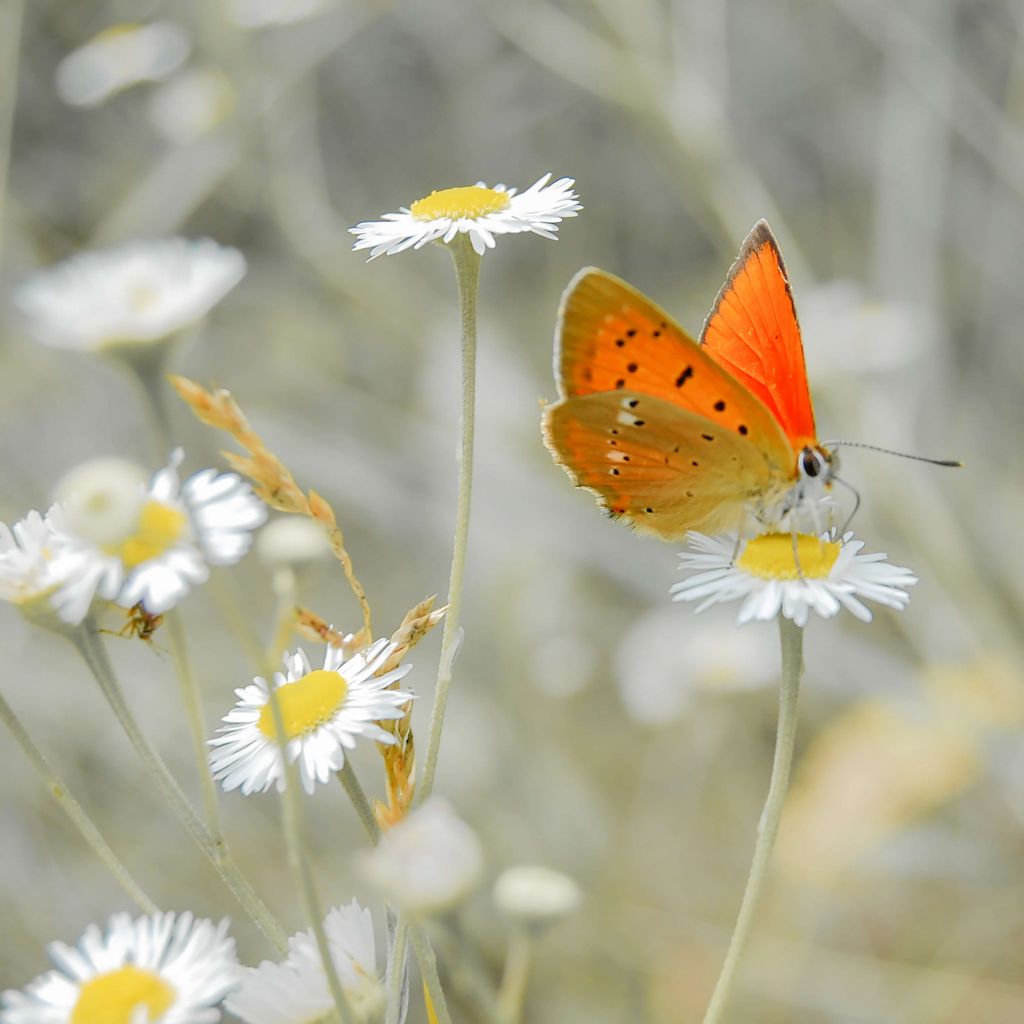 Marguerites et papillon orange