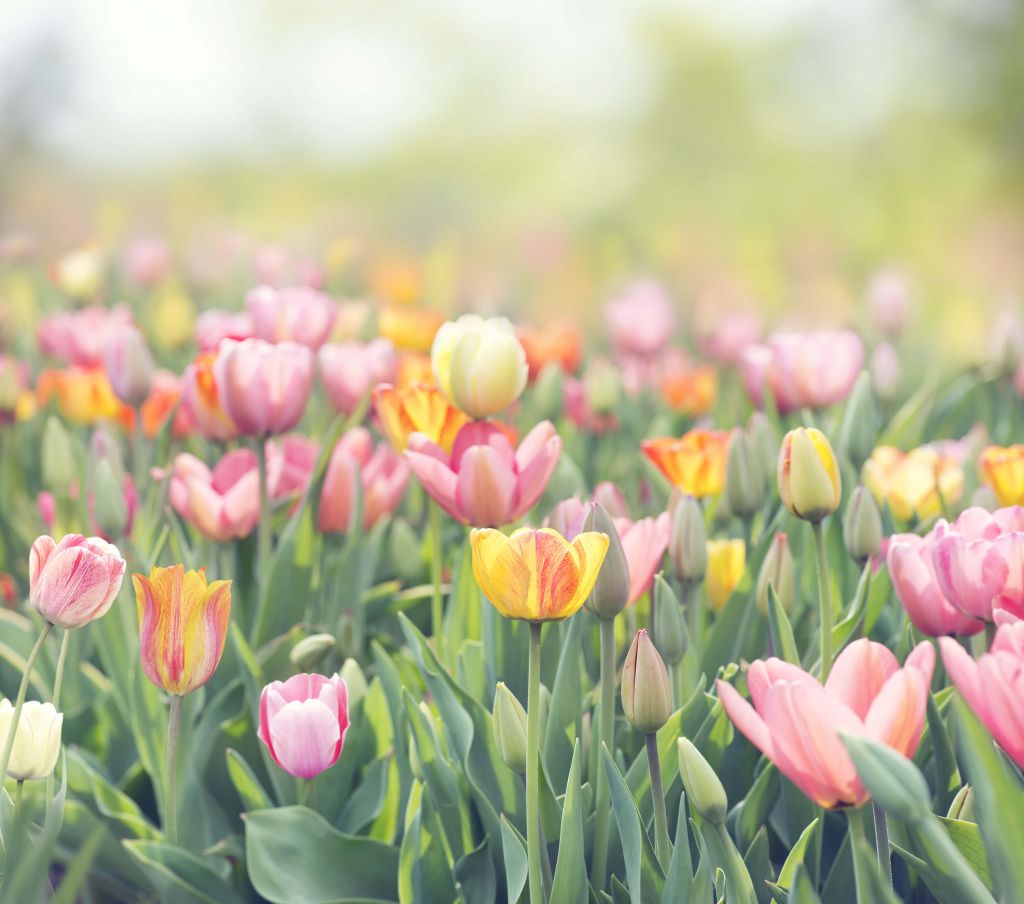 Des tulipes colorées