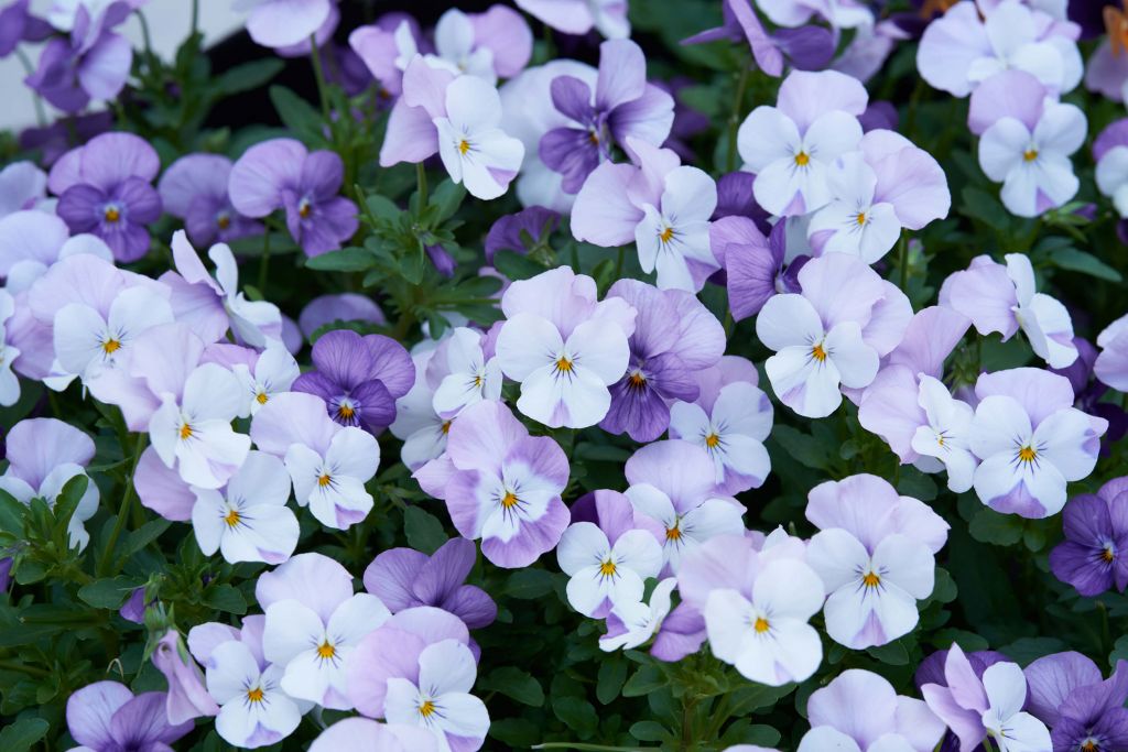 Violettes blanches pourpres
