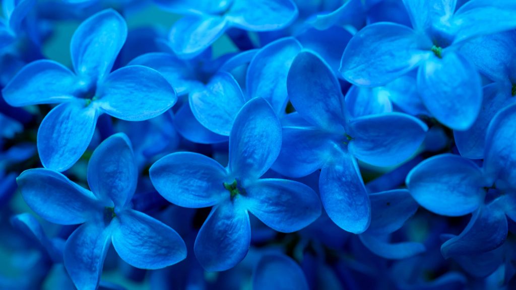 Gros plan sur des fleurs bleues
