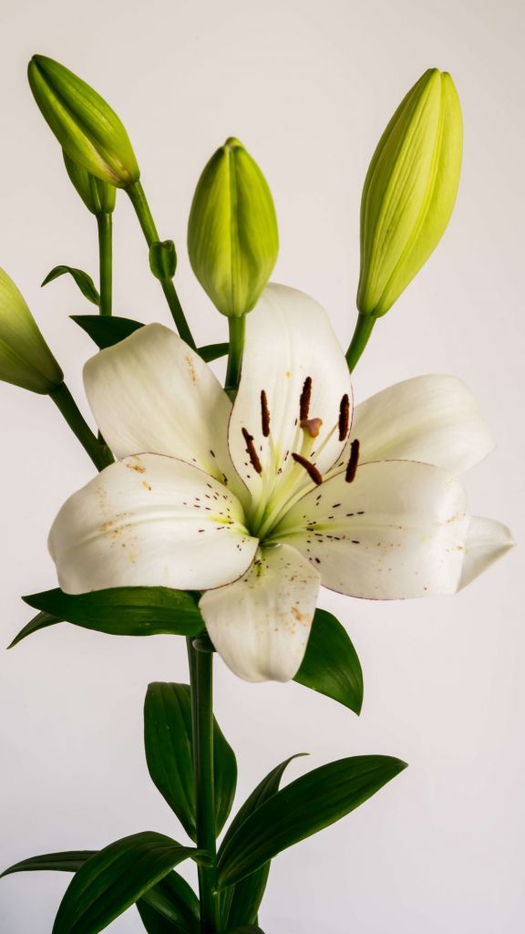 Fleur de lys blanc