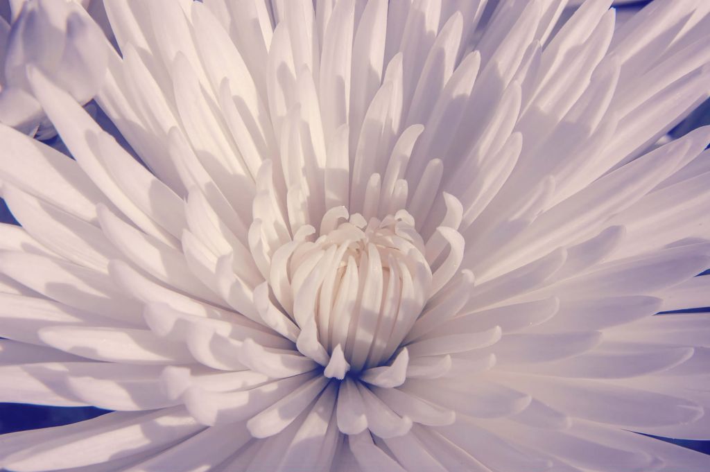 Fleur blanche en gros plan