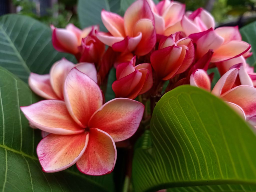 Fleurs tropicales