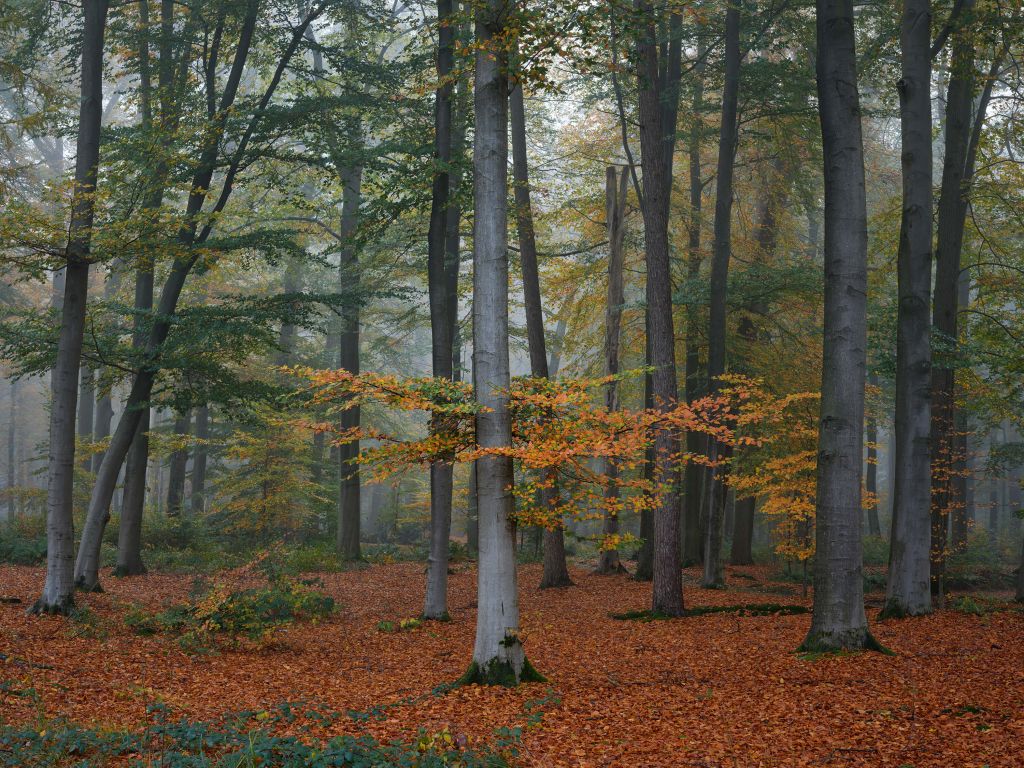 Couleurs d'automne dans une forêt brumeuse