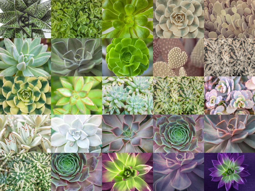 Collage de succulents