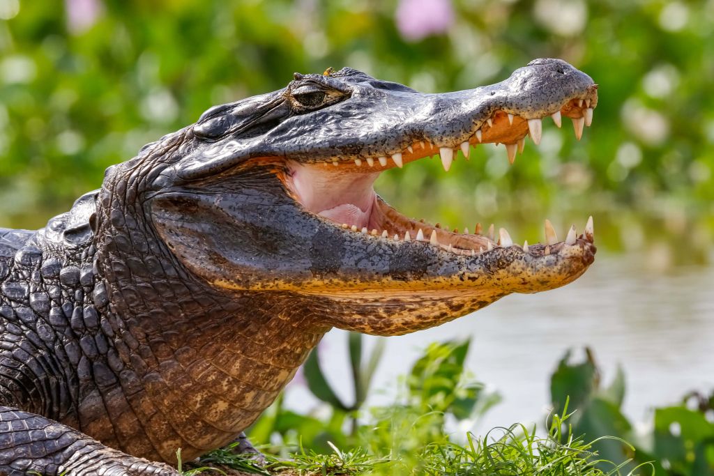 Crocodile avec focus