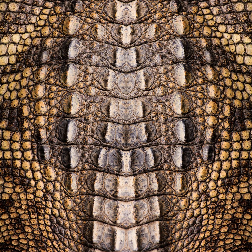 Texture crocodile