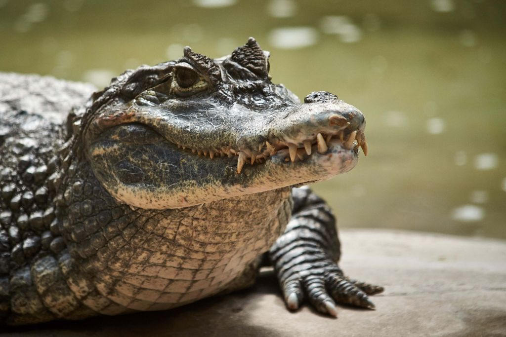 Jeune crocodile près d'un lac