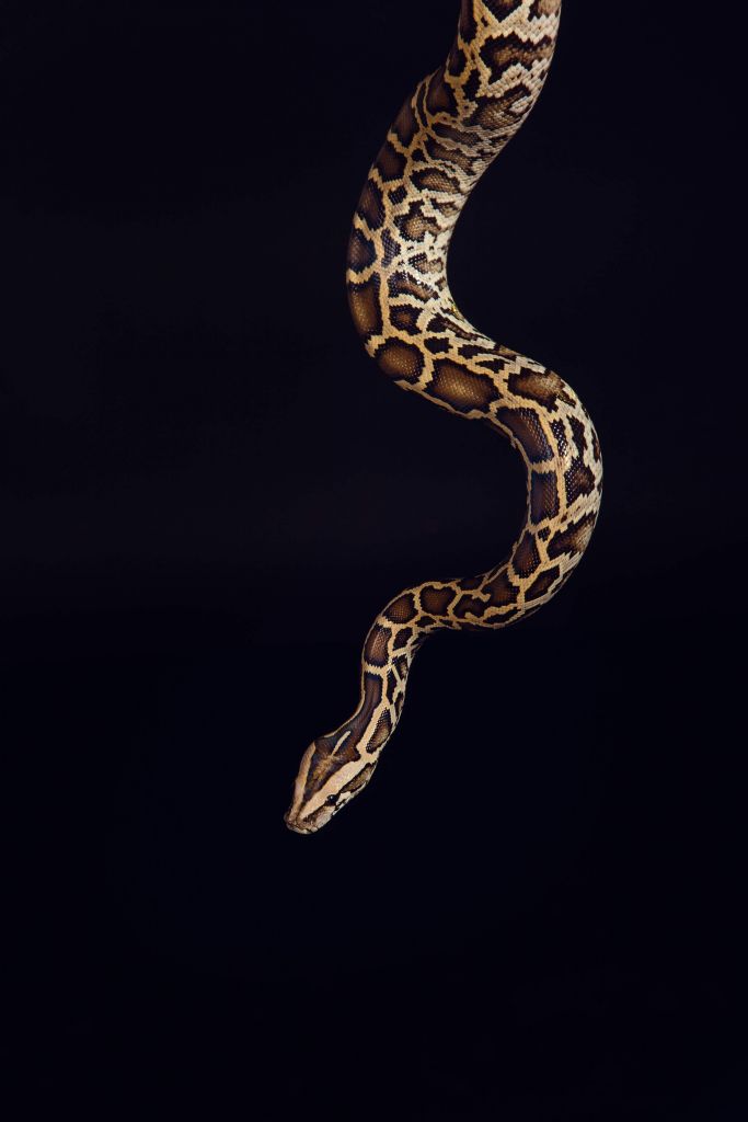 Python tigre