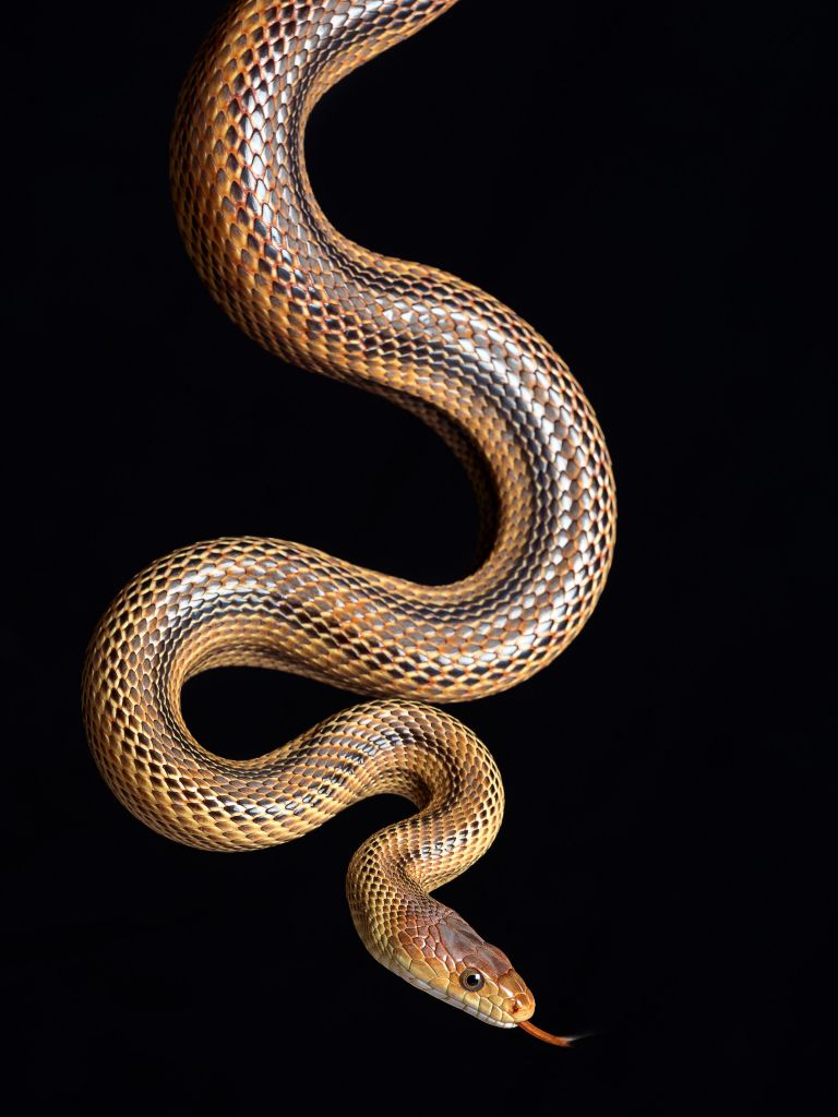 Serpent des steppes