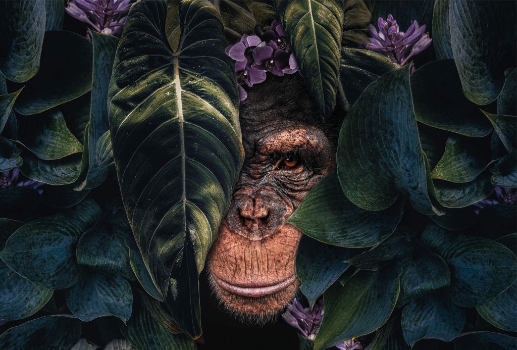 Jungle Chimpanzee