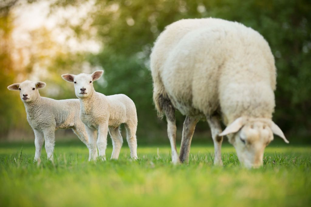 Mouton mère avec agneaux