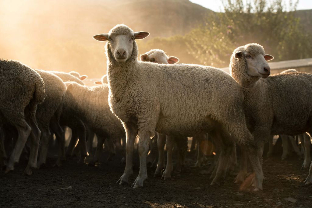 Troupeau de moutons à l'heure dorée