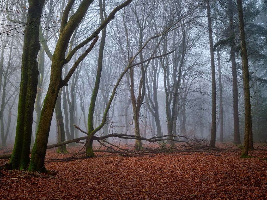 Mystérieuse forêt brumeuse