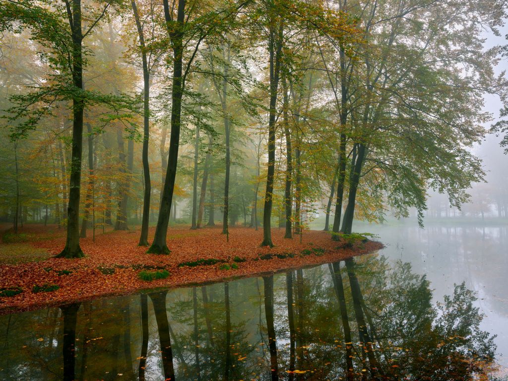 Réflexion d'arbres dans un étang