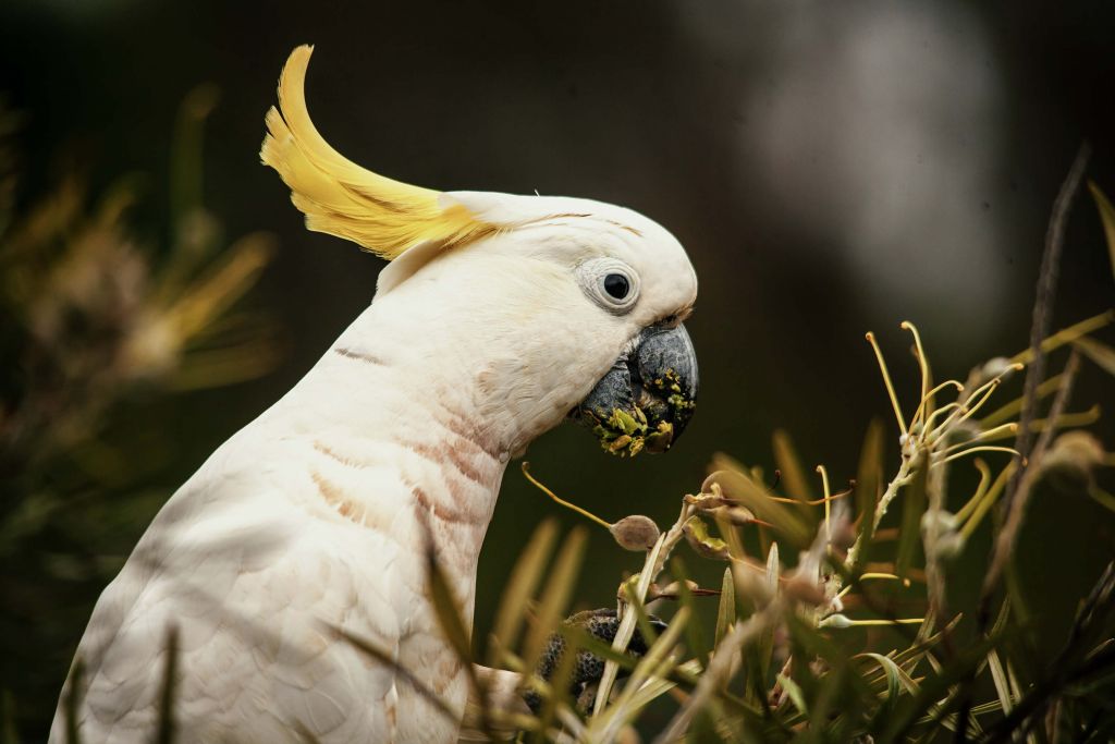 Cockatoo mangeant