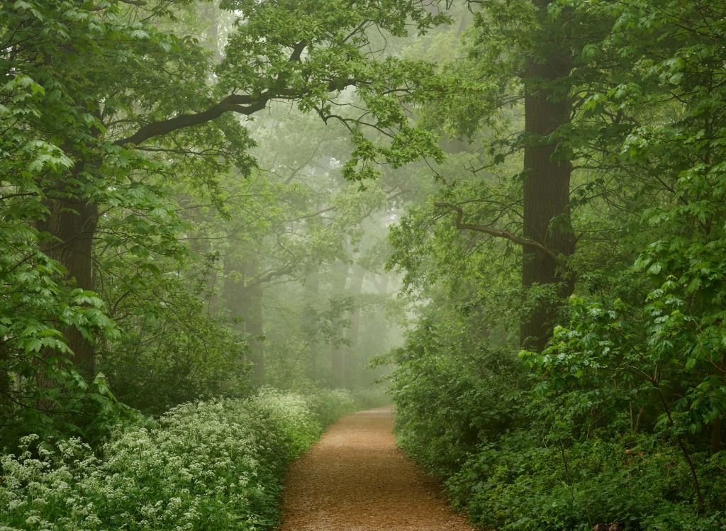 Forêt brumeuse avec chemin