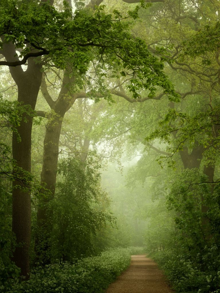 Chemin forestier dans la brume