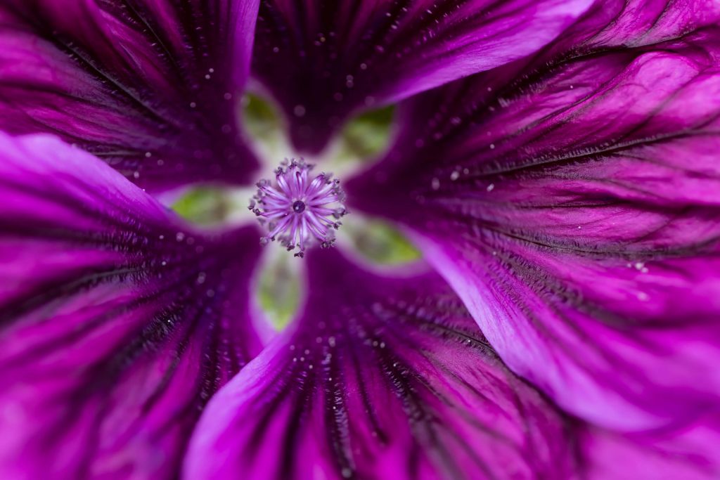 Fleur kaléidoscope