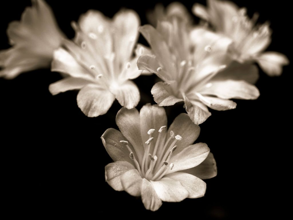 Fleur de lewisia en gros plan