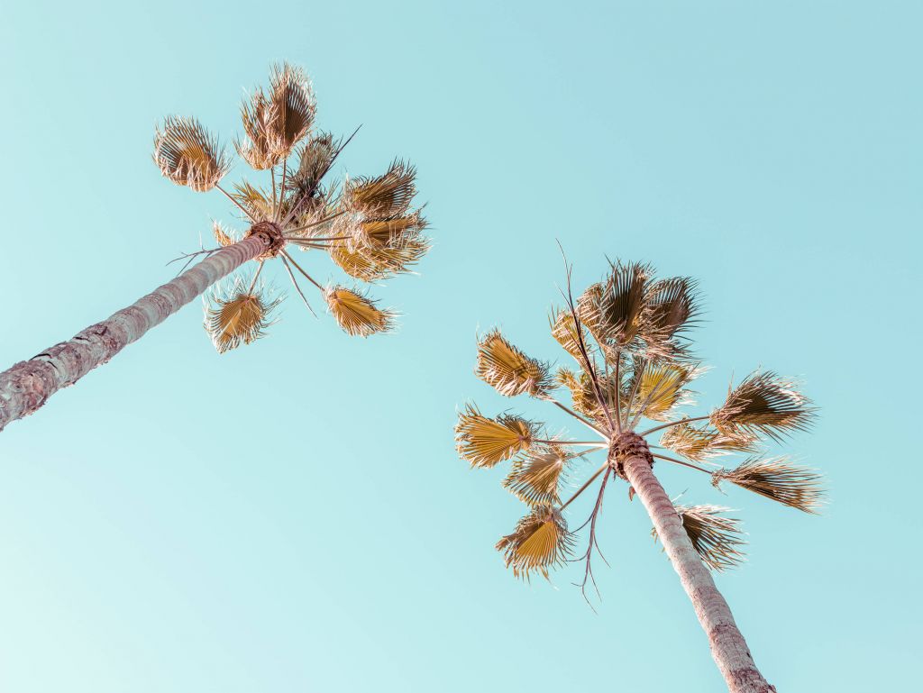 Palmiers avec ciel bleu