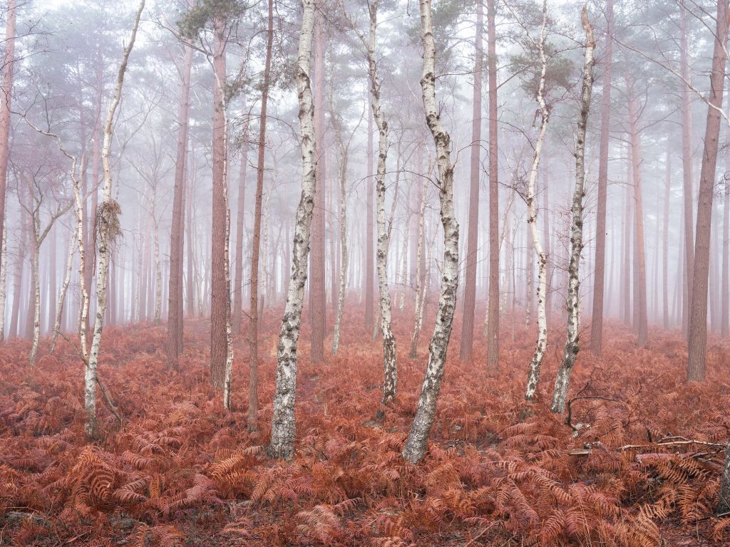 Forêt brumeuse abandonnée