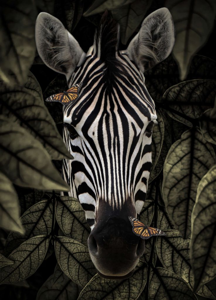 Portrait de zèbre de la jungle