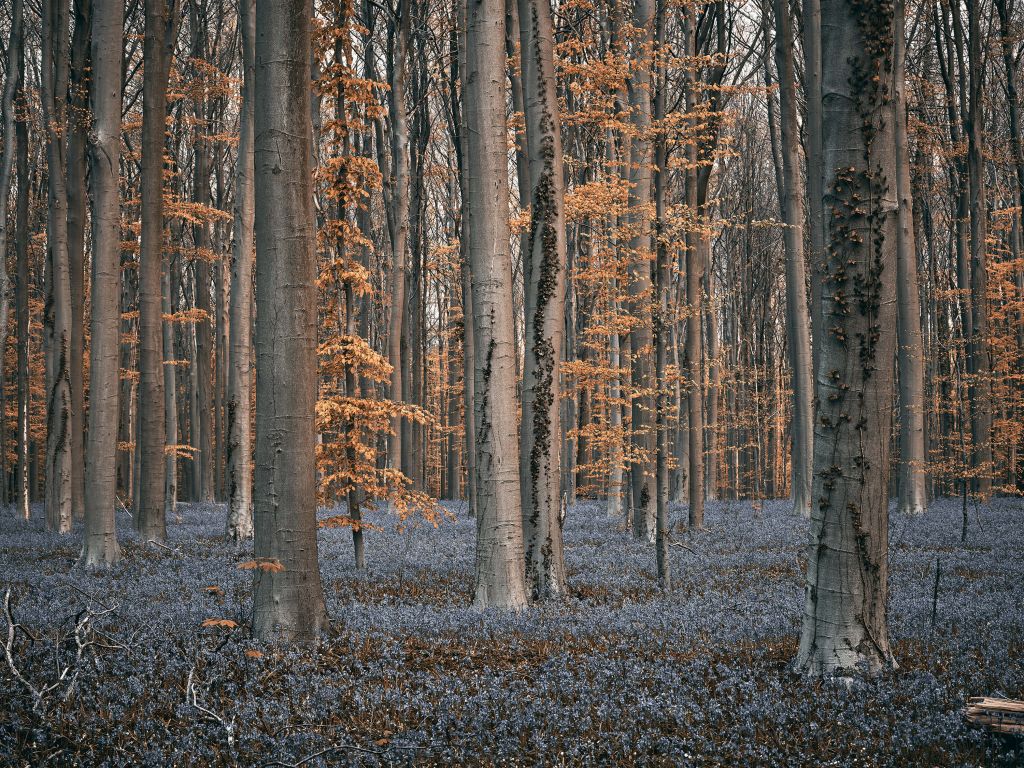 Forêt aux teintes pastel