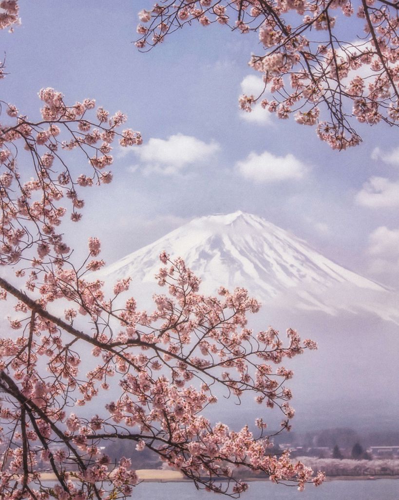 Mt.Fuji in the cherry blossoms