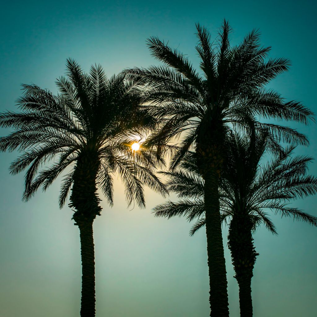 Silhouette des Palmiers
