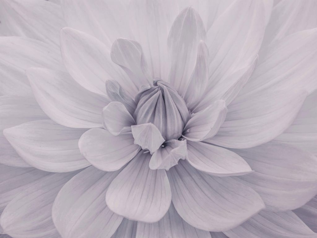 Fleur de dahlia blanc