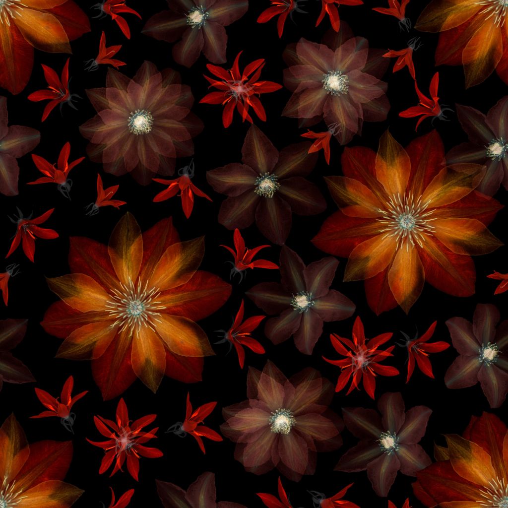 Fleurs de clématites rouges