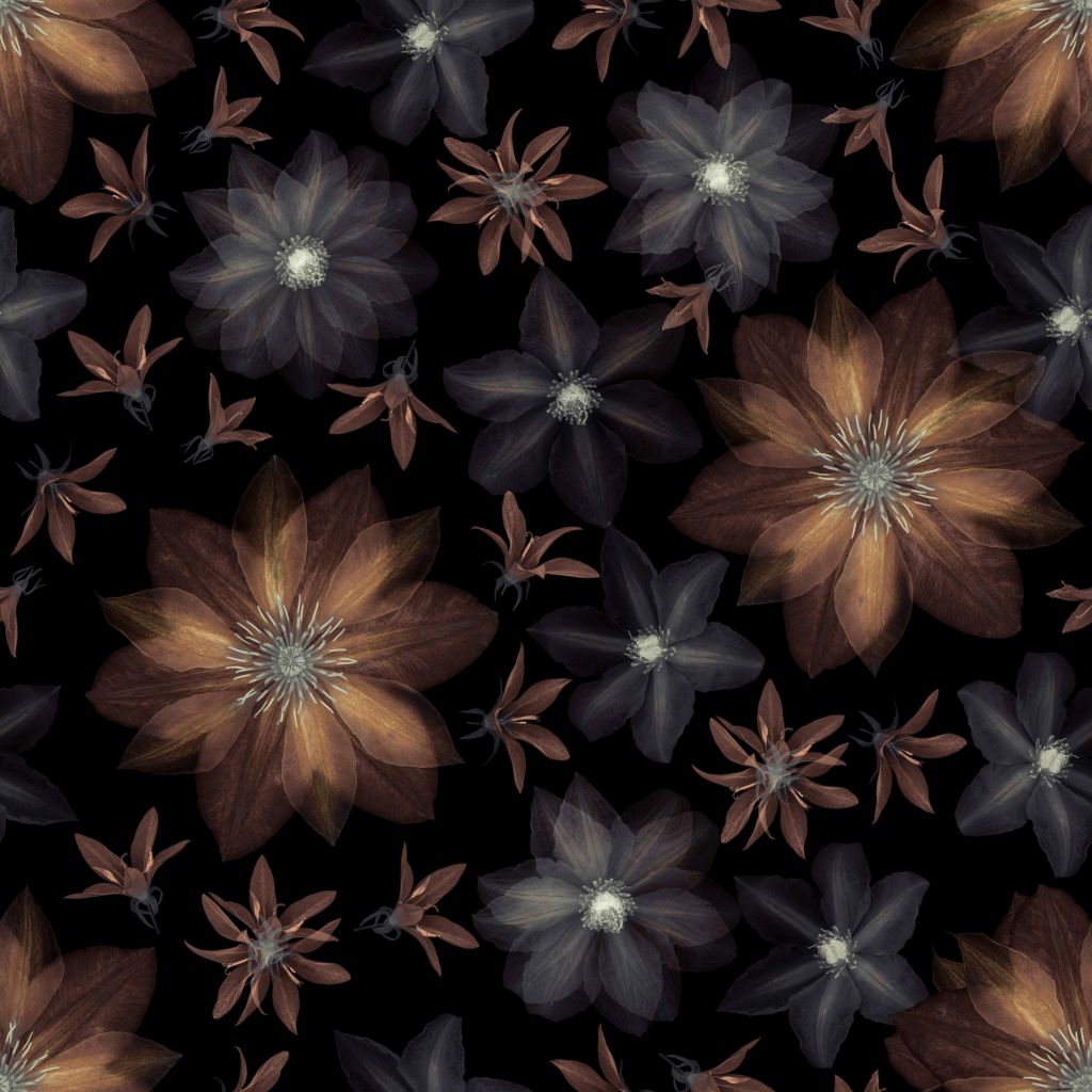 Fleurs de clématites