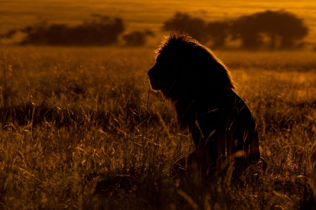 Silhouette de lion mâle