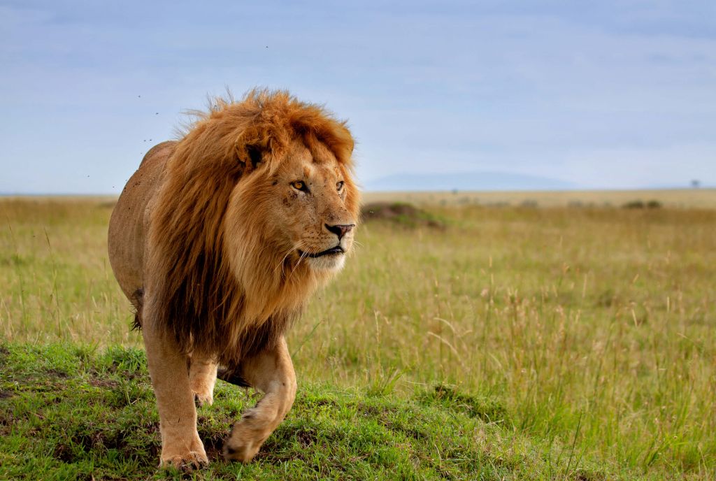 Lion chasseur
