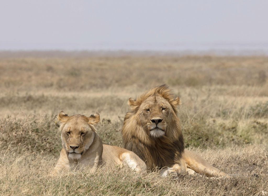 Lion et lionne dans la savane