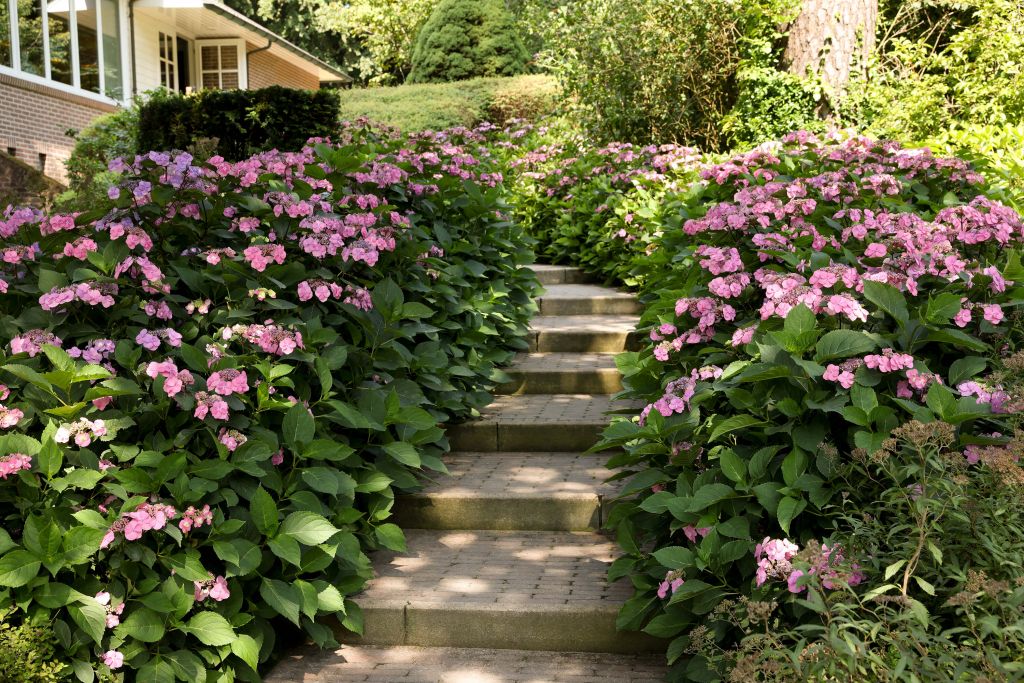 Escalier entre des hortensias roses