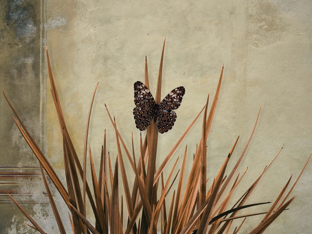 Papillon près d'un vieux mur