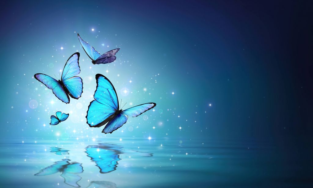 Papillons de fée sur l'eau